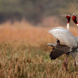 Top 5 places to visit in Bharatpur