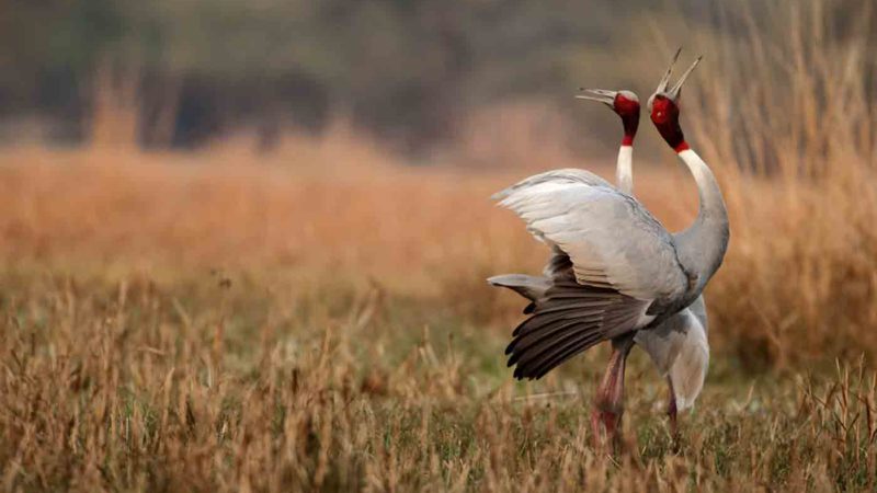 Top 5 places to visit in Bharatpur