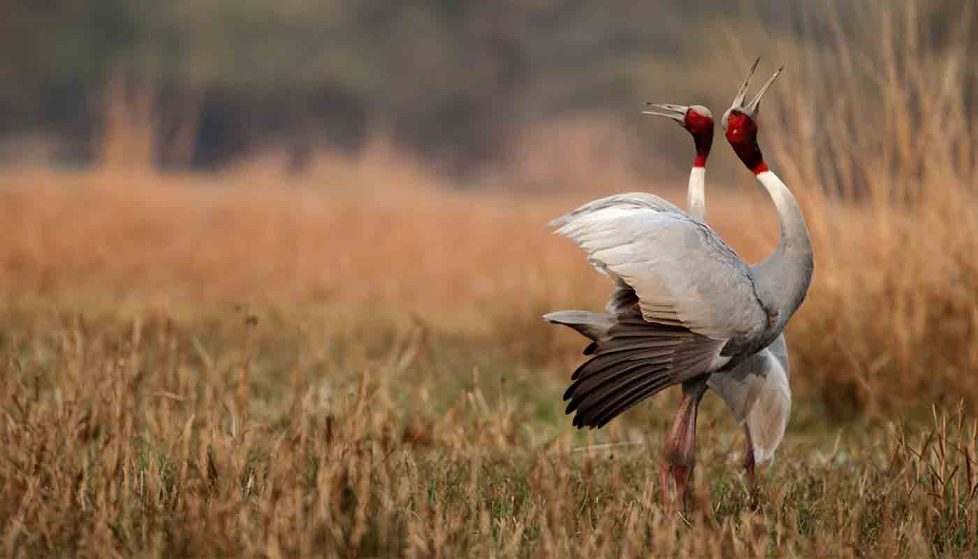 Top 5 places to visit in Bharatpur